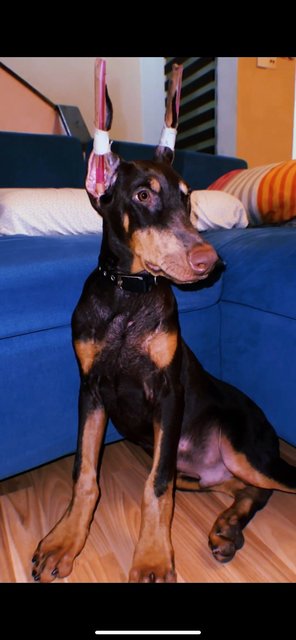 Don - Doberman Pinscher Dog