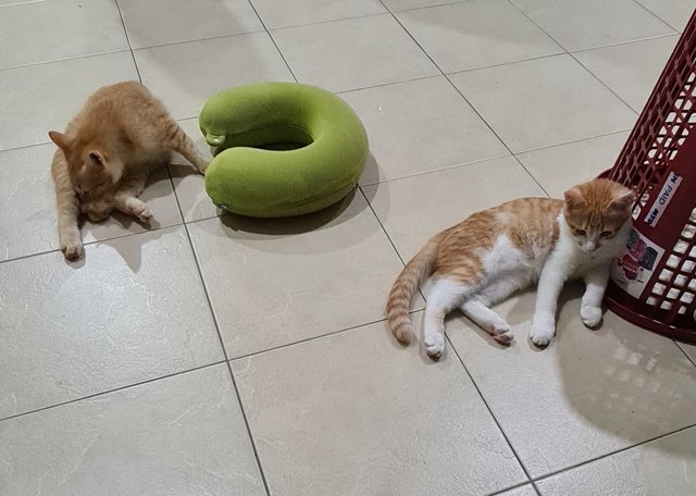 Oren &amp; Puteh - Domestic Medium Hair Cat