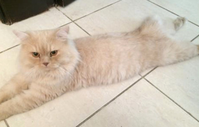 Milo - Persian Cat