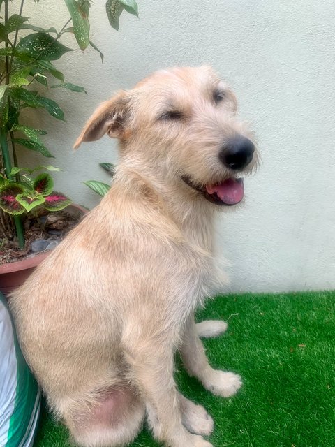 Dolly - Mixed Breed Dog