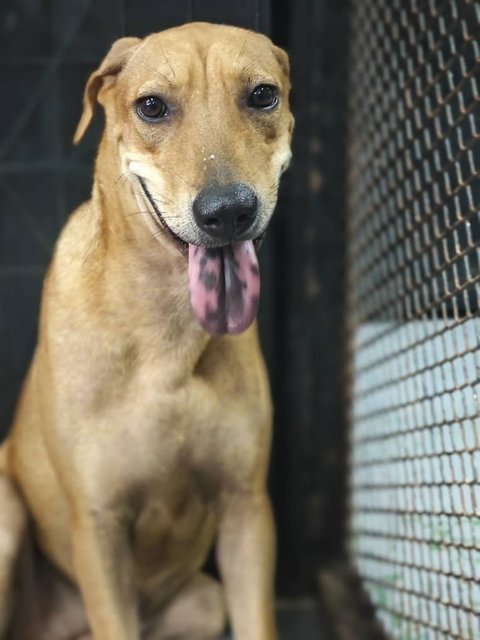 Angel Pup  - Mixed Breed Dog