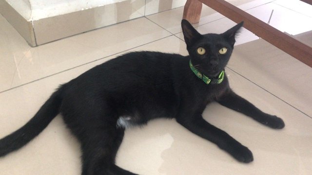 Kelawari - Domestic Short Hair Cat