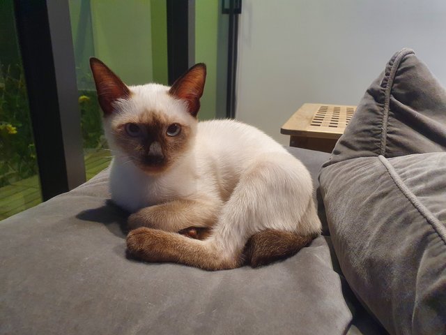 Dashi - Siamese Cat