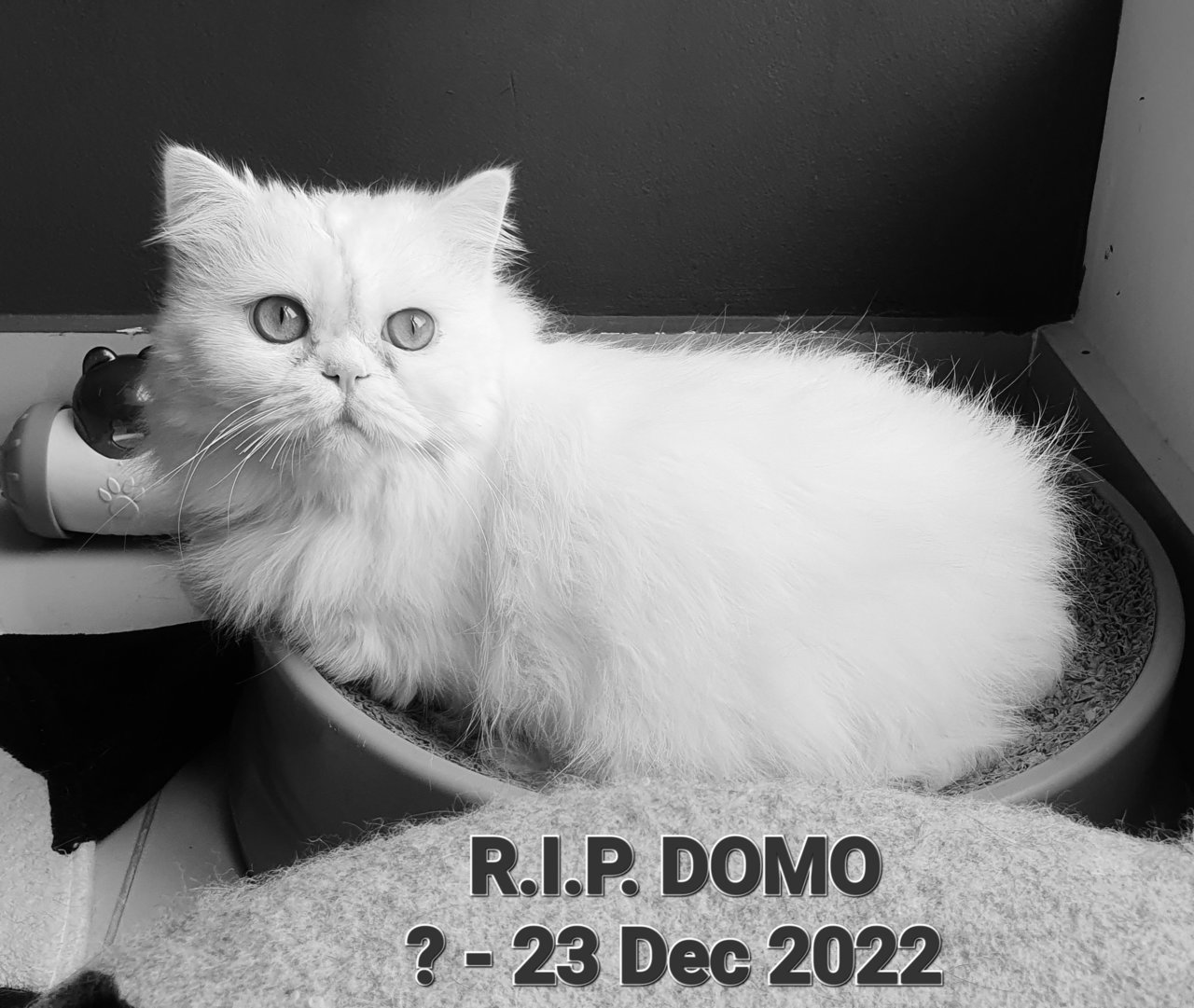 Domo - Persian Cat