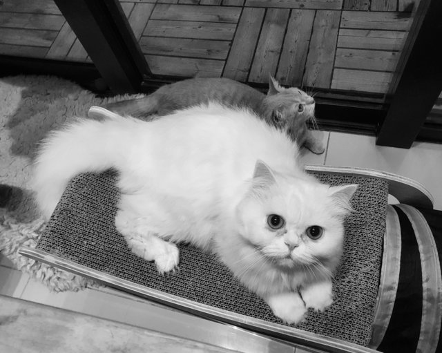 Domo - Persian Cat