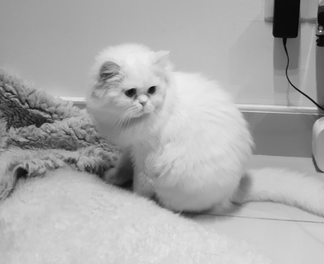 Domo - Persian Cat