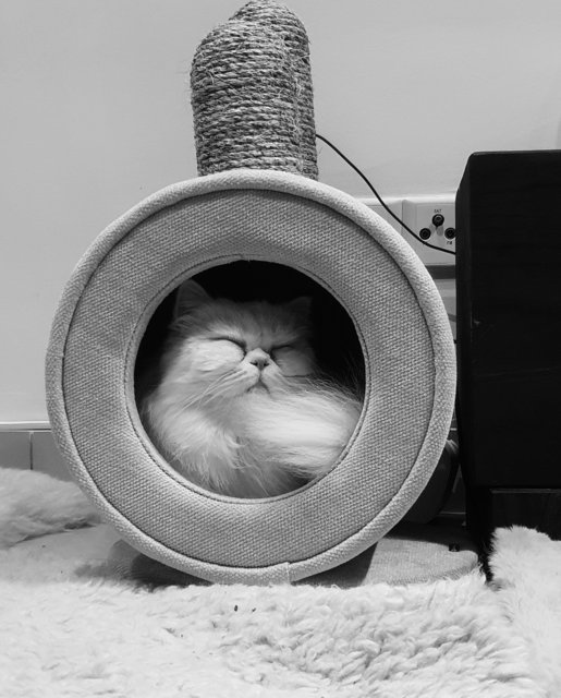 Domo - Persian Cat