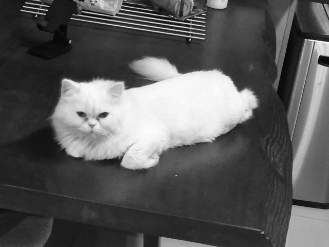 Domo - Persian Cat