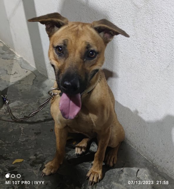 Found Brown Friendly Female Dog - Mixed Breed Dog