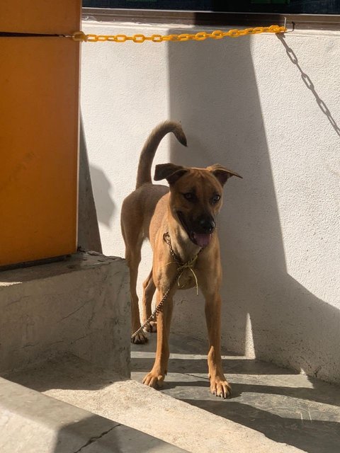 Found Brown Friendly Female Dog - Mixed Breed Dog