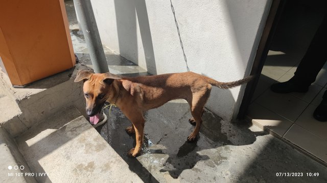 Found Brown Friendly Female Dog - Mixed Breed Dog