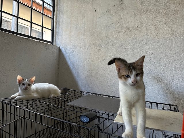 Kak Cik &amp; Afat - Domestic Medium Hair + Domestic Short Hair Cat