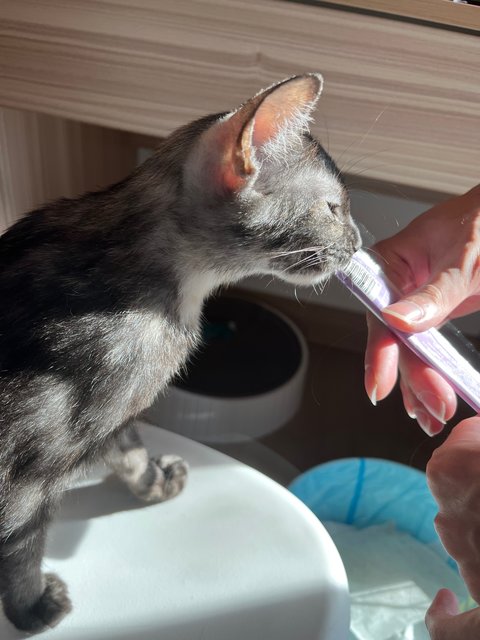 Donut - Domestic Short Hair Cat