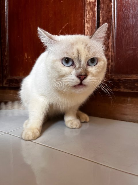 Mr White &amp; Mrs White - British Shorthair + Domestic Medium Hair Cat