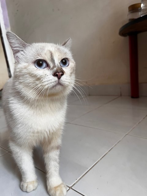 Mr White &amp; Mrs White - British Shorthair + Domestic Medium Hair Cat