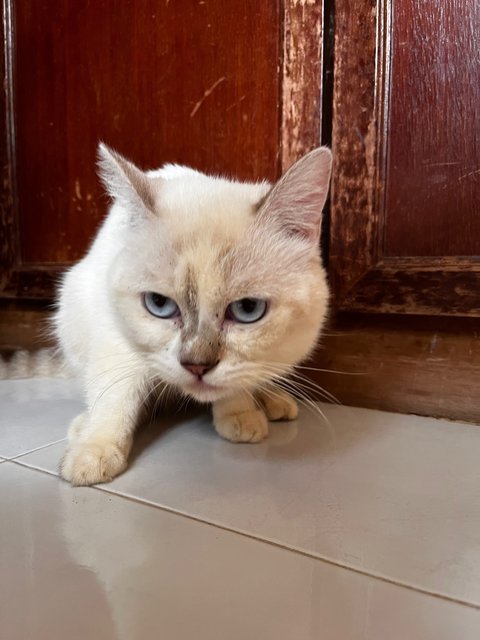 Mr White &amp; Mrs White - British Shorthair + Domestic Medium Hair Cat