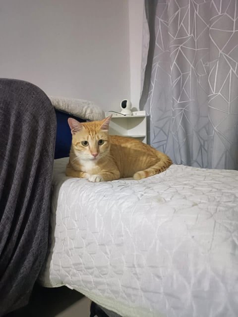 Simba - Domestic Short Hair Cat