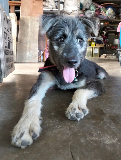 Guo Guo  - Mixed Breed Dog