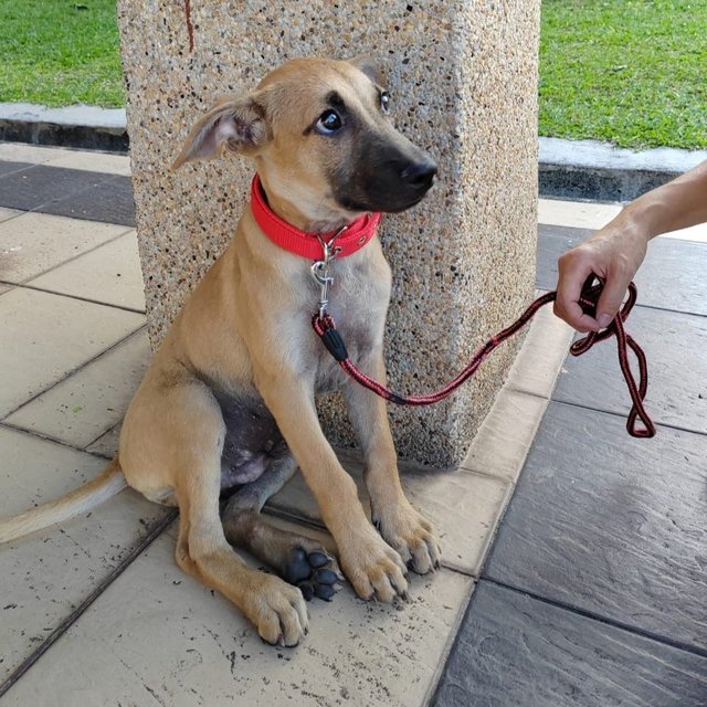 Teo - Belgian Shepherd Malinois Mix Dog