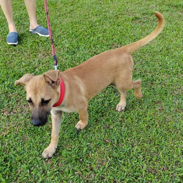 Teo - Belgian Shepherd Malinois Mix Dog