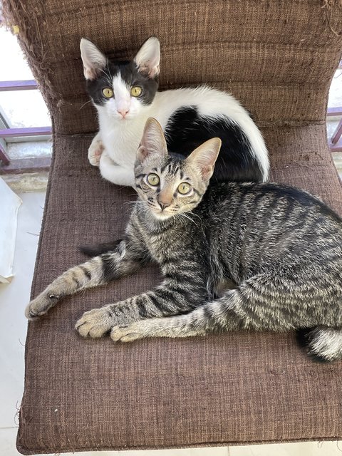 Oscar &amp; Oliver  - Domestic Short Hair Cat