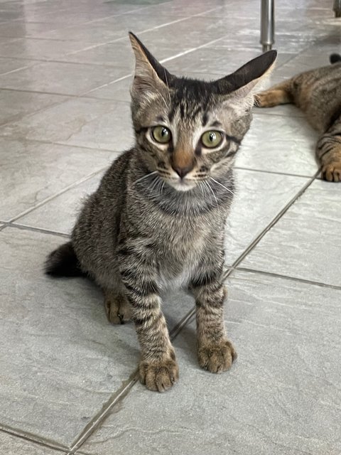 Oscar &amp; Oliver  - Domestic Short Hair Cat