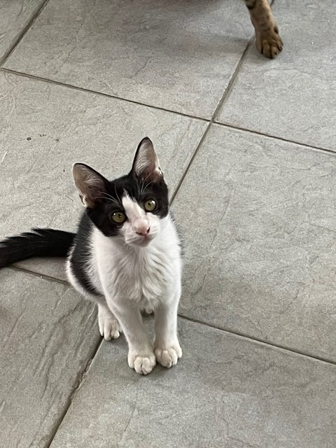 Oscar &amp; Oliver  - Domestic Short Hair Cat