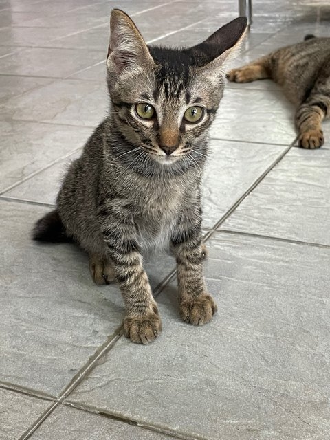 Oscar &amp; Oliver  - Domestic Short Hair Cat