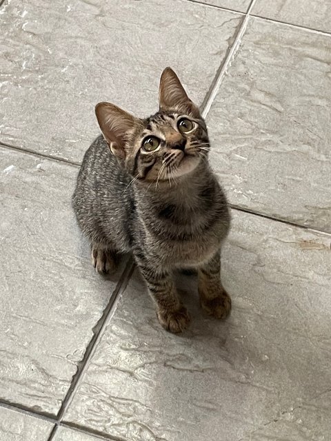 Oscar &amp; Oliver  - Domestic Short Hair Cat