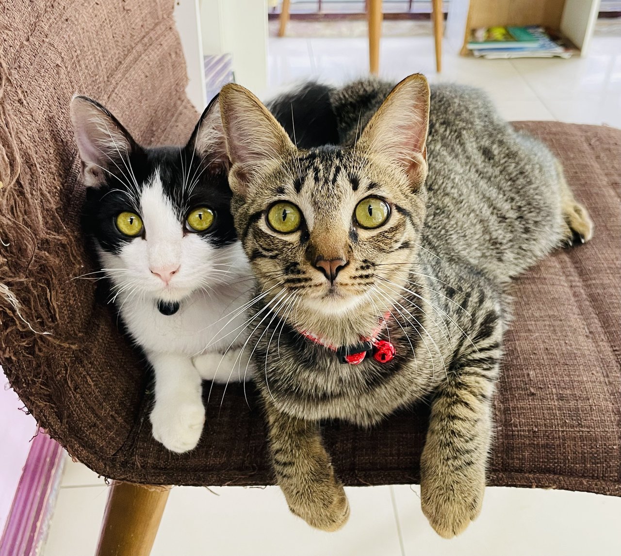 Oscar &amp; Oliver  - Domestic Short Hair Cat