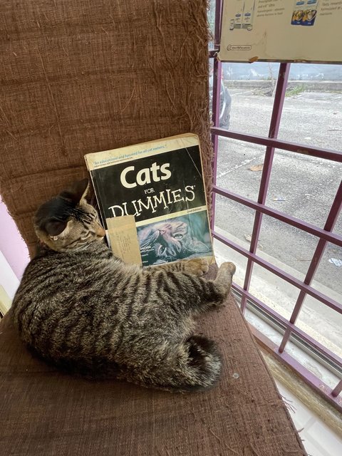 Oscar &amp; Oliver  - Domestic Short Hair Cat