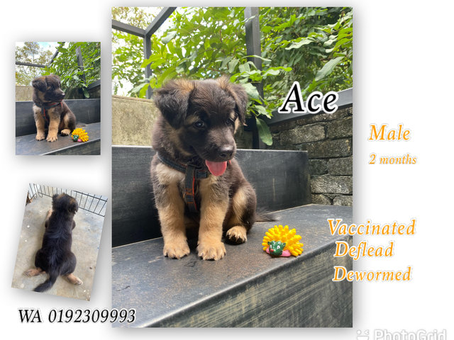 Ace, Rex, Kai - Mixed Breed Dog