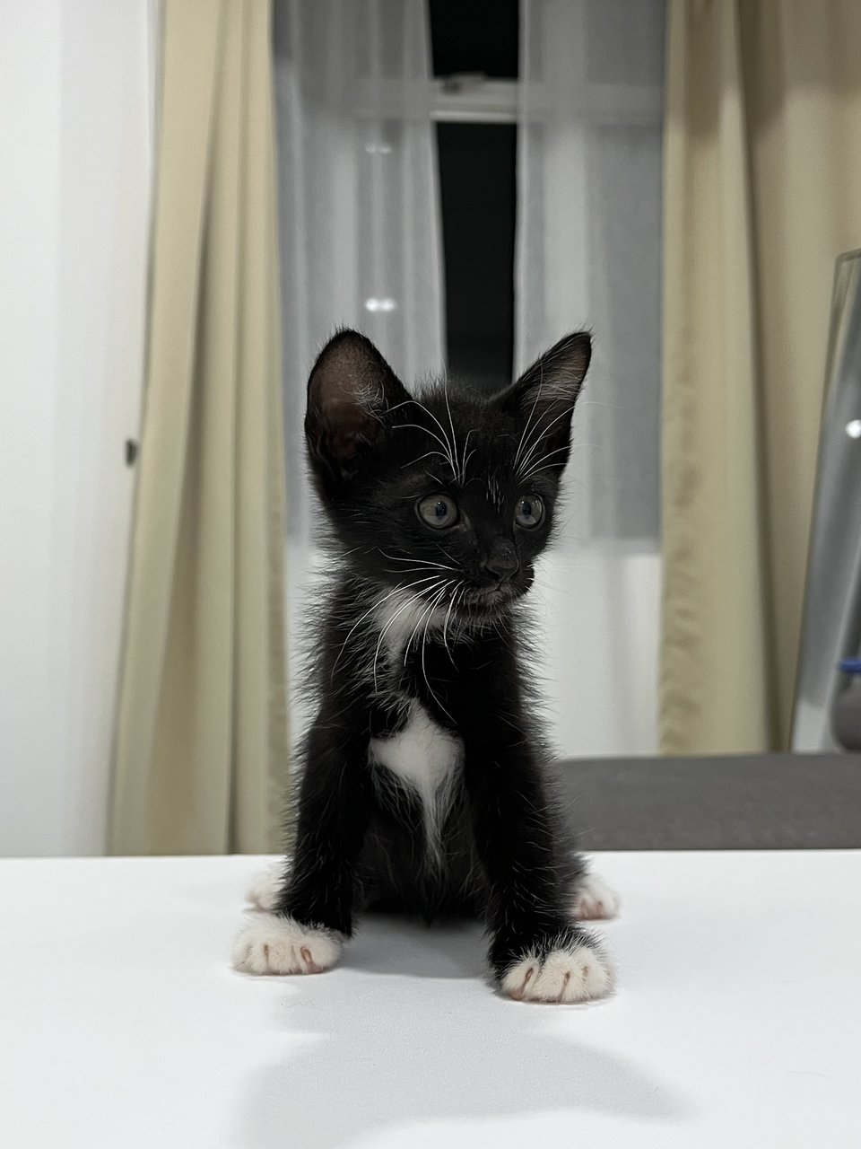 Perfect Mittens - Tuxedo Cat