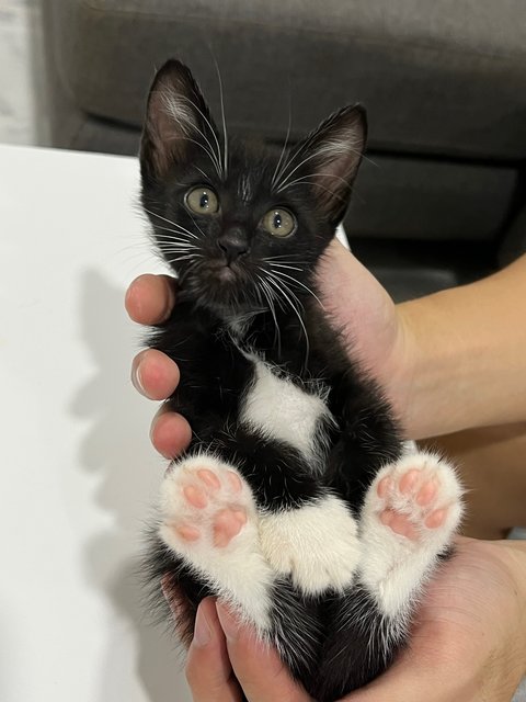 Perfect Mittens - Tuxedo Cat