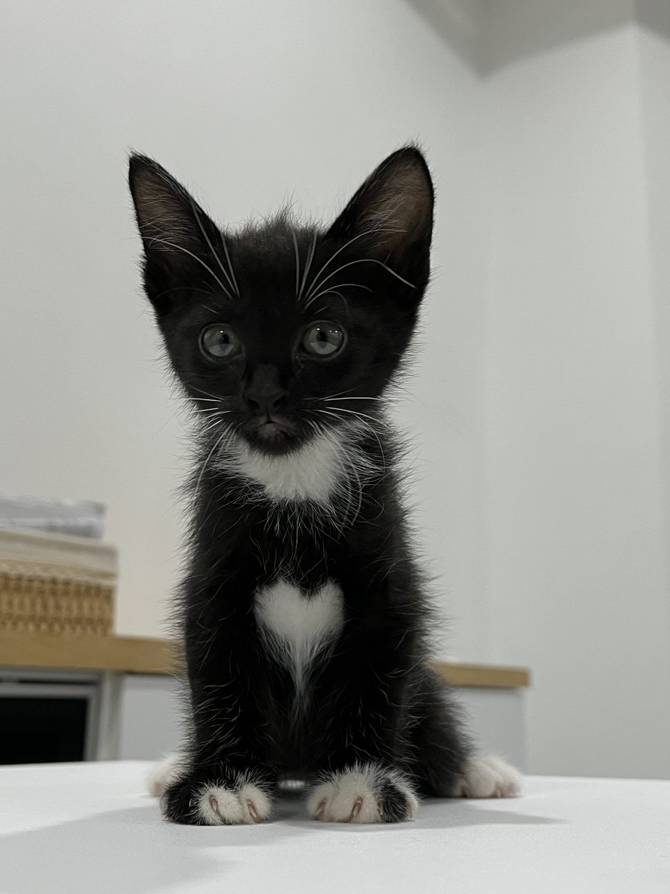 Blackie - Tuxedo Cat