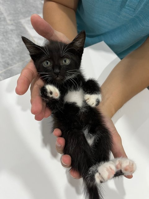 Blackie - Tuxedo Cat