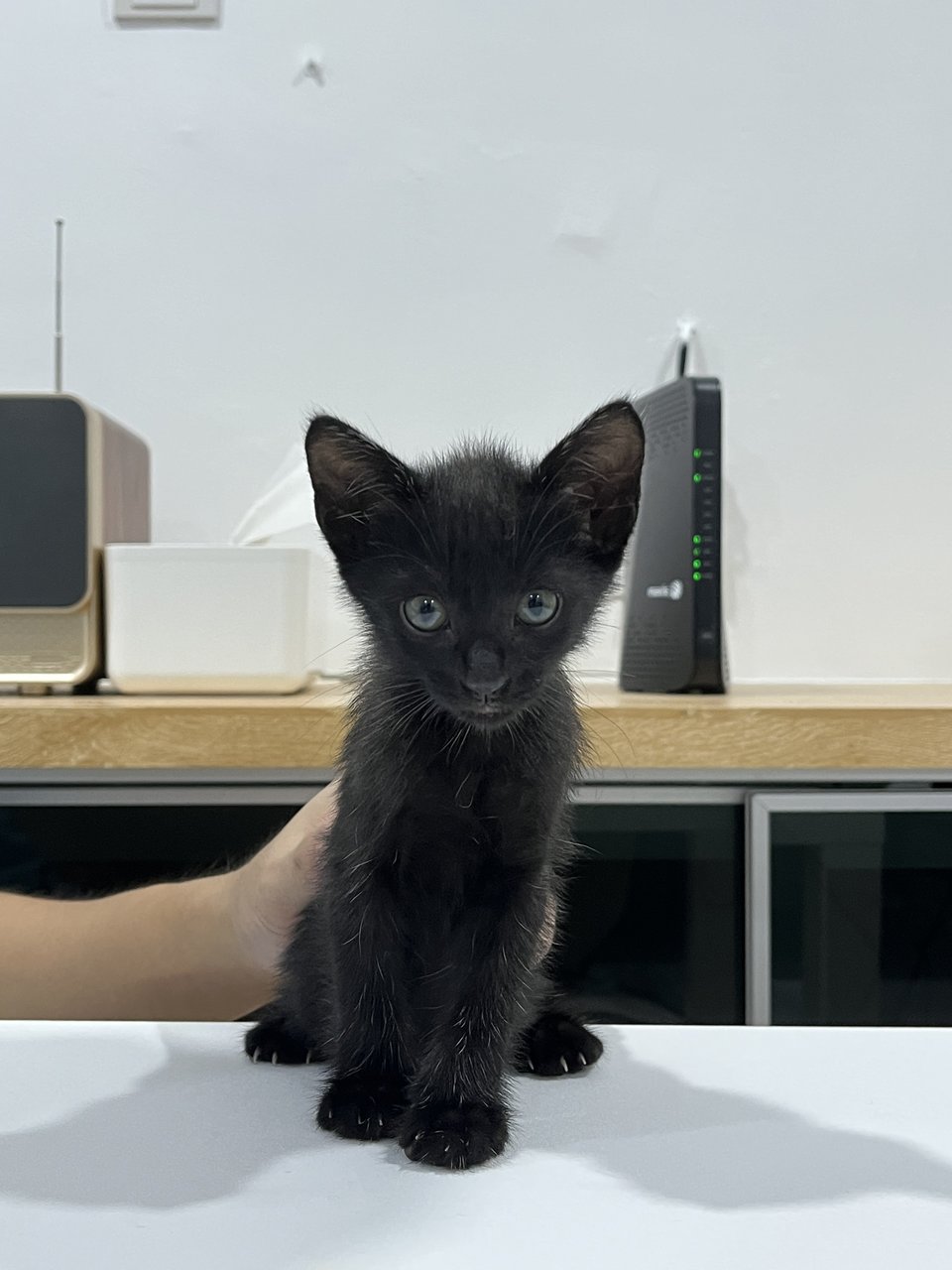 Black - Domestic Short Hair Cat