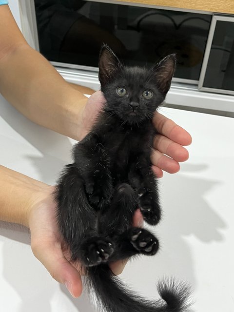 Black - Domestic Short Hair Cat