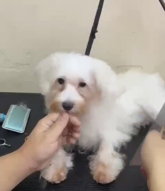 Buster - Maltese + Poodle Dog