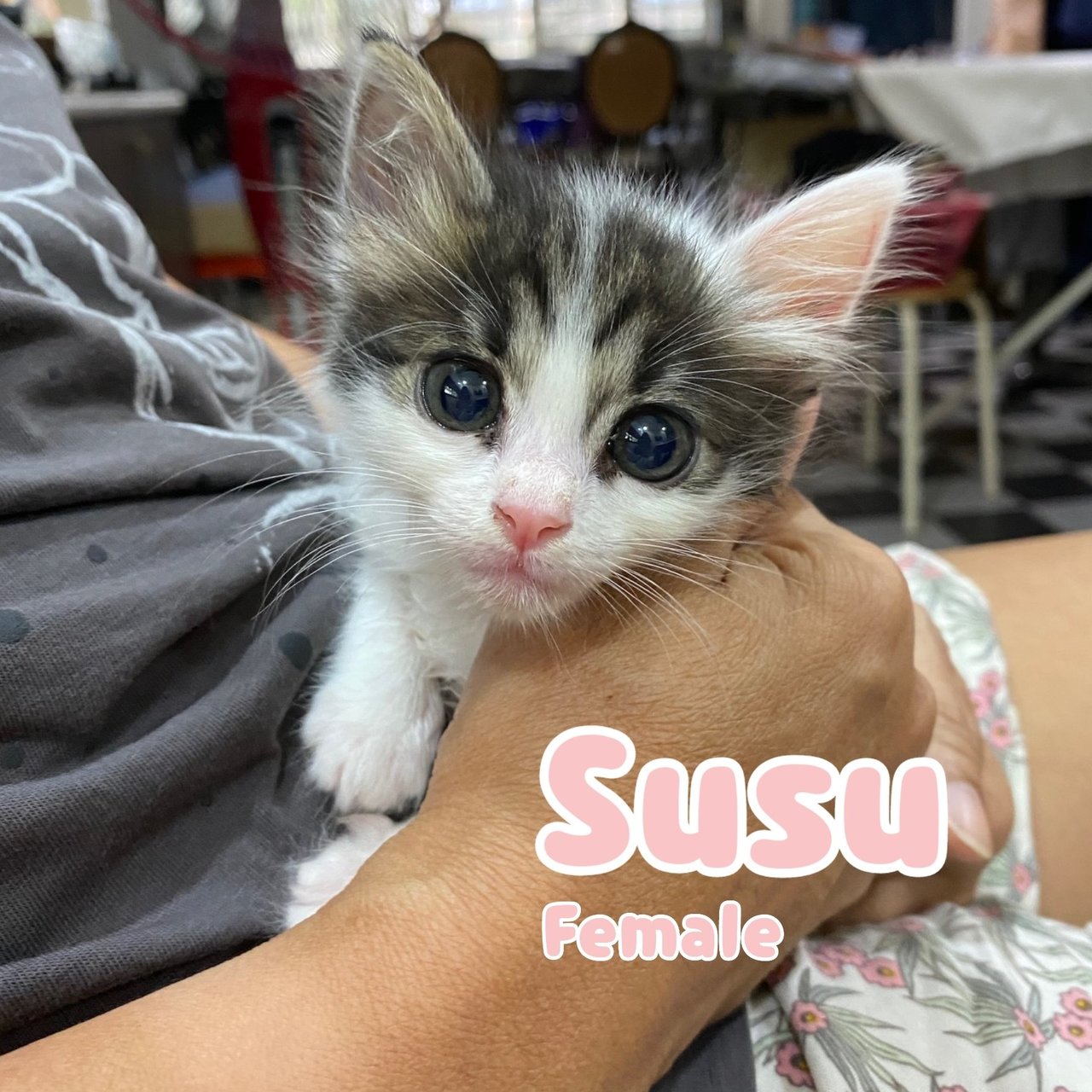 Susu 🩷 - Domestic Medium Hair Cat