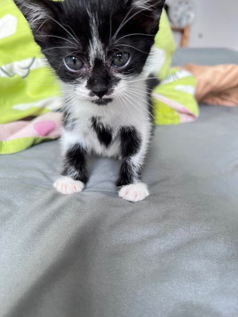 Milk - Domestic Medium Hair Cat