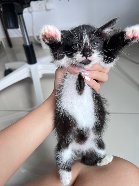 Milk - Domestic Medium Hair Cat