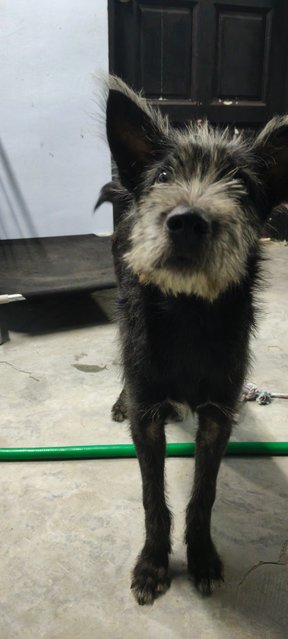 Boy - Schnauzer Mix Dog