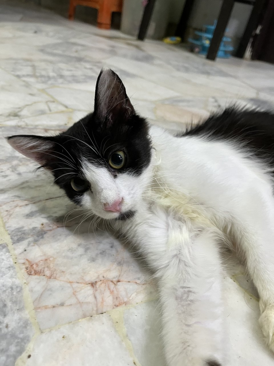 Marshmallow  - Domestic Long Hair Cat