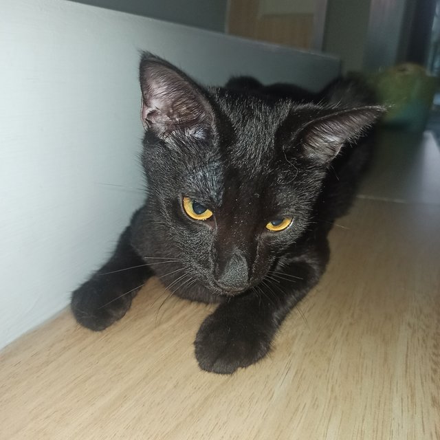 Panther - Domestic Medium Hair Cat