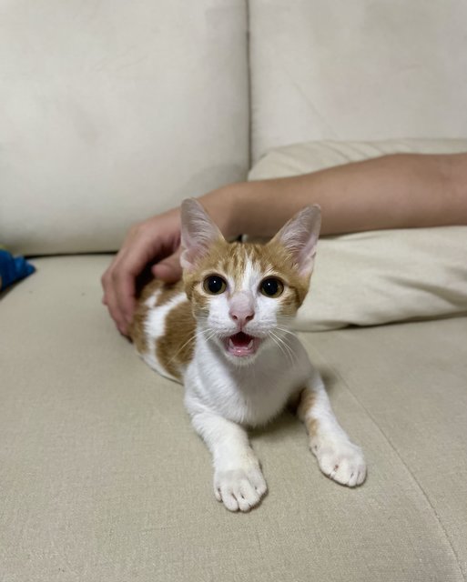 Peanut - Domestic Medium Hair Cat