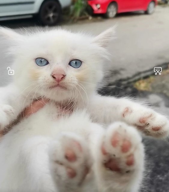 White Cat - Domestic Medium Hair Cat