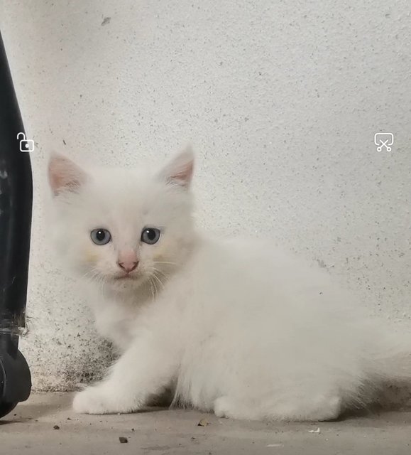 White Cat - Domestic Medium Hair Cat