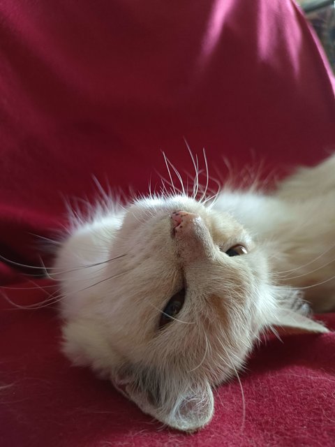 Princess And (Mongkok - Adopted) - Persian + Turkish Van Cat