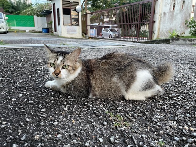 Cutie - Domestic Short Hair Cat